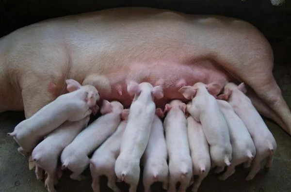 母猪产后消炎怎么做？